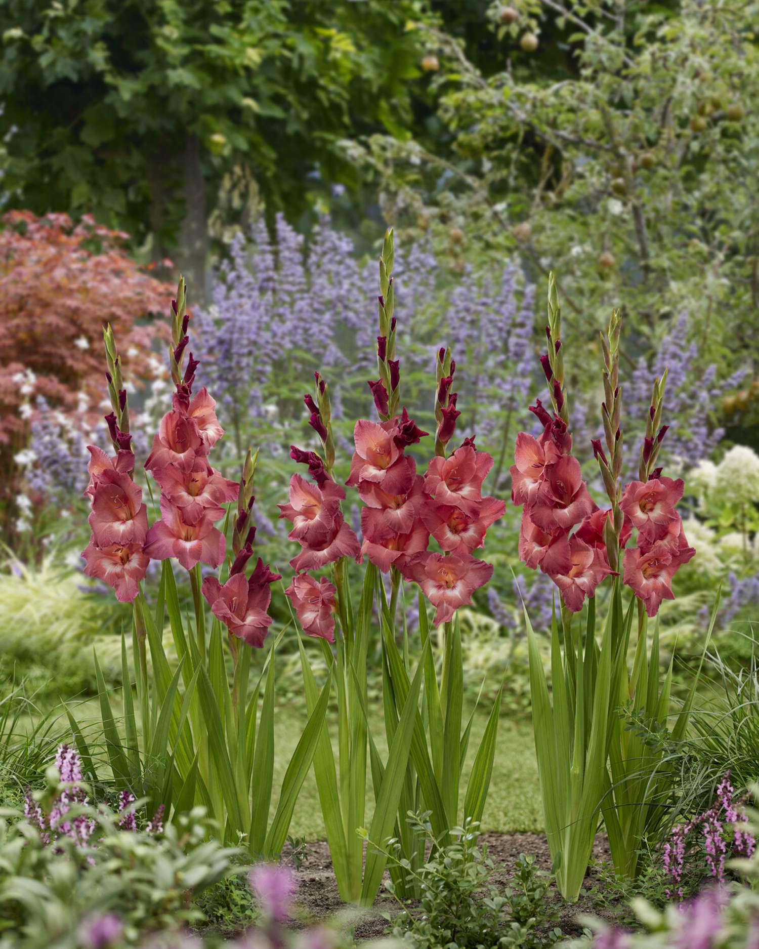 Miekkalilja 'Indian Summer®'